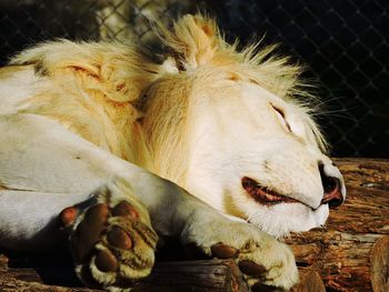 Close-up of a lion sleeping