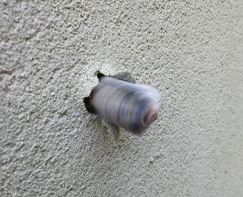 Close-up of shell on wall