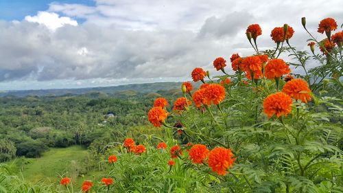 Close-up of poppy flowers growing on field