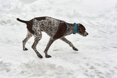 Full length of a dog on snow covered field