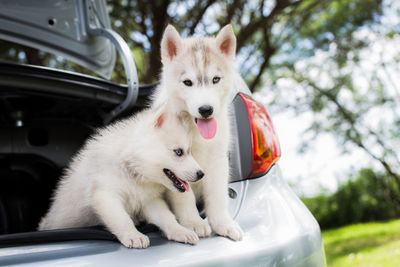 Husky dogs in a car