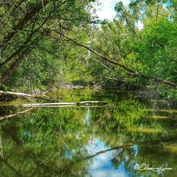 Scenic view of lake in forest