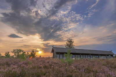 Plants growing on field against sky during sunset