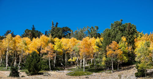 Scenic view of autumn trees against clear blue sky