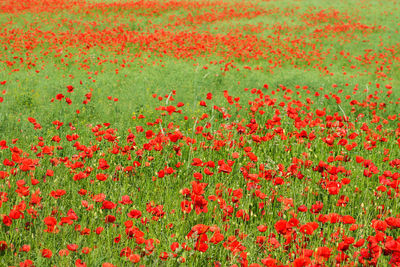 Close-up of red poppy flowers on field