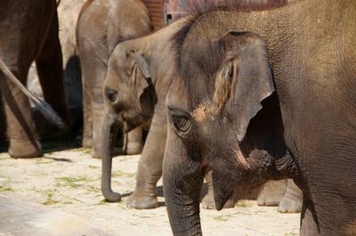 Elephant in a zoo