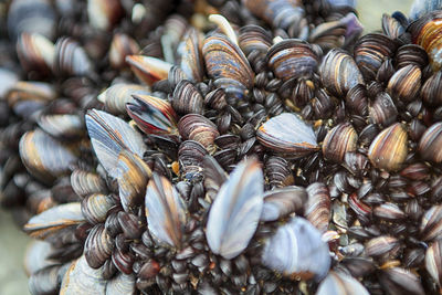 Close-up of mussels for sale in market