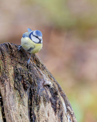 Close-up of bird perching outdoors