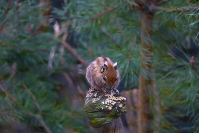 Close-up of squirrel on tree