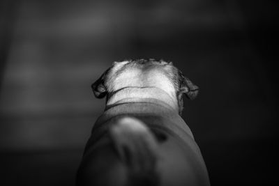Rear view of dog in darkroom