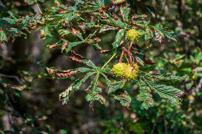 Chestnut tree with chestnuts in autumn.