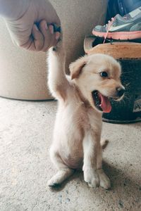 High angle view of dog sticking out tongue at home