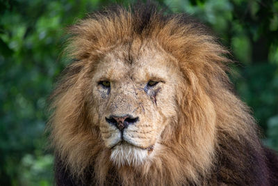 Close-up portrait of a lion