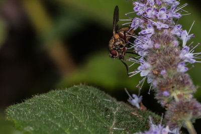 Close-up of insect on flower
