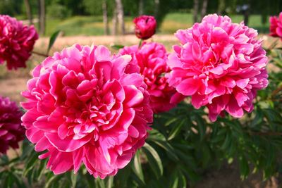 Close-up of pink flowering plants in park