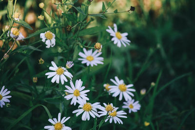 Close-up of white flowering plants