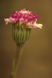 Close-up of pink flower