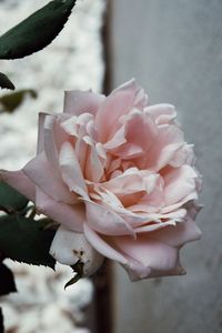 Close-up of rose plant