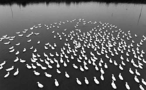 High angle view of fishes swimming in lake