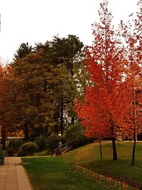 Trees in park against clear sky during autumn