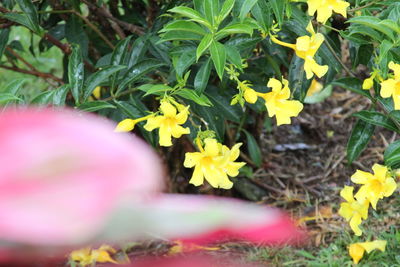 Close-up of yellow flowering plants