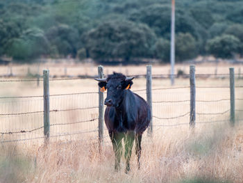 Horse standing in a field