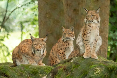 Portrait of cats sitting on rock