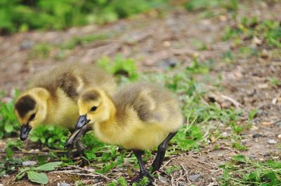 Chicks in a field