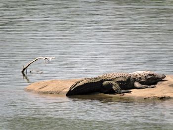 Side view of turtle swimming in river
