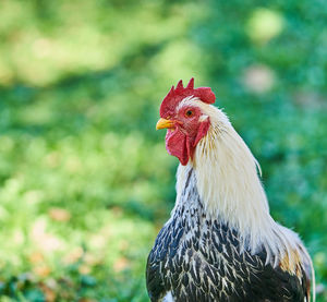Close-up of rooster on grass