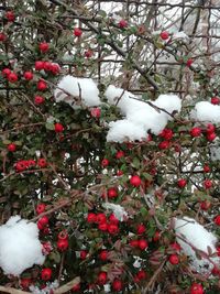 Red berries on snow covered tree