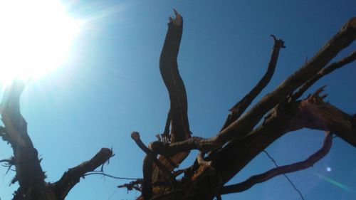 Low angle view of tree against clear sky