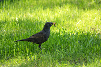 Common blackbird with a worm in its beak, april view