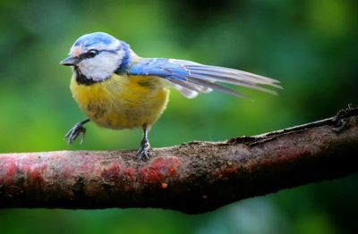 Close-up of bird perching on branch