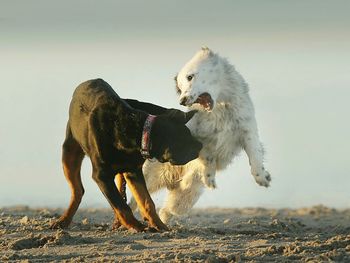 View of dogs fighting