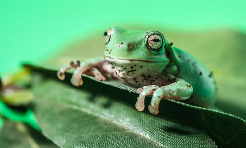 Close-up of lizard on leaf