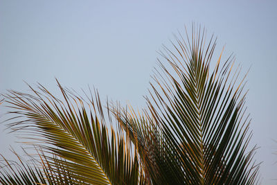 Low angle view of palm tree against clear sky