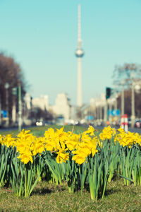 Close-up of yellow flowers