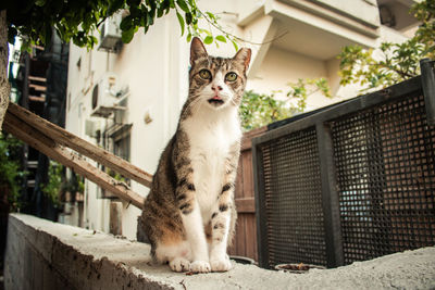 Portrait of a cat sitting against building