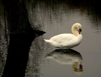 Swan swimming on lake