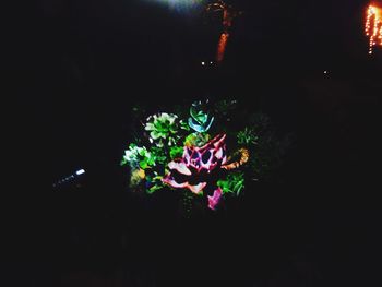 Flowers on illuminated plant against sky at night