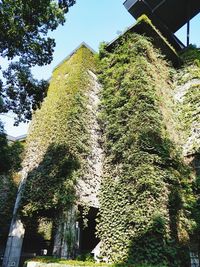 Low angle view of trees and plants against sky