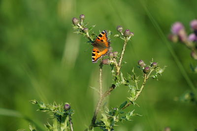 Close-up of butterfly pollinating on flower