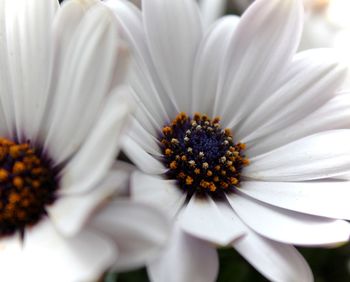 Close-up of white flowers blooming outdoors