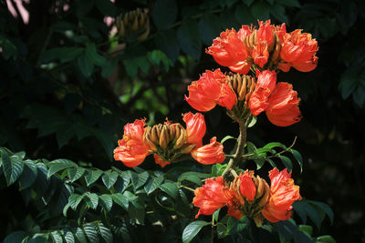 Close-up of red flowering plant