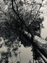 Low angle view of bare tree against sky