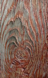 Full frame shot of tree trunk