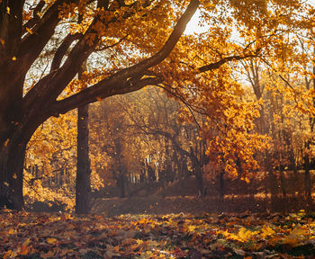 Trees in forest during autumn