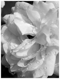 Close-up of flowers