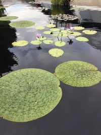 High angle view of lotus water lily in lake